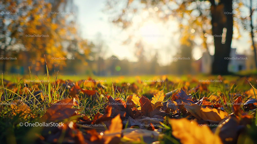 Golden Autumn Leaves in Sunlit Park Setting