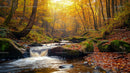 Autumn Forest with Sunlit Trees and Flowing Stream