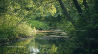 Tranquil Forest Stream Surrounded by Lush Green Foliage