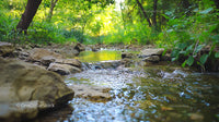 Tranquil Forest Stream with Lush Greenery and Gentle Flowing Water