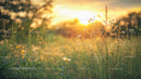 Wildflowers in Golden Hour Sunset Over Meadow