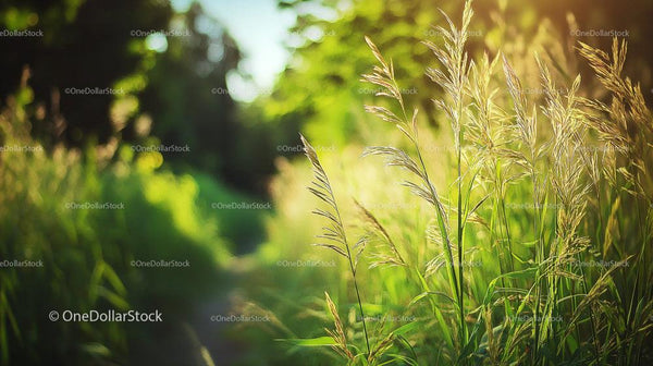 Sunlit Grassy Meadow on a Tranquil Summer Day