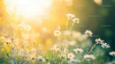 Sunlit Chamomile Flowers in Serene Summer Meadow