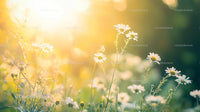 Sunlit Chamomile Flowers in Serene Summer Meadow
