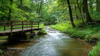 Serene Forest Stream and Wooden Bridge in Lush Greenery