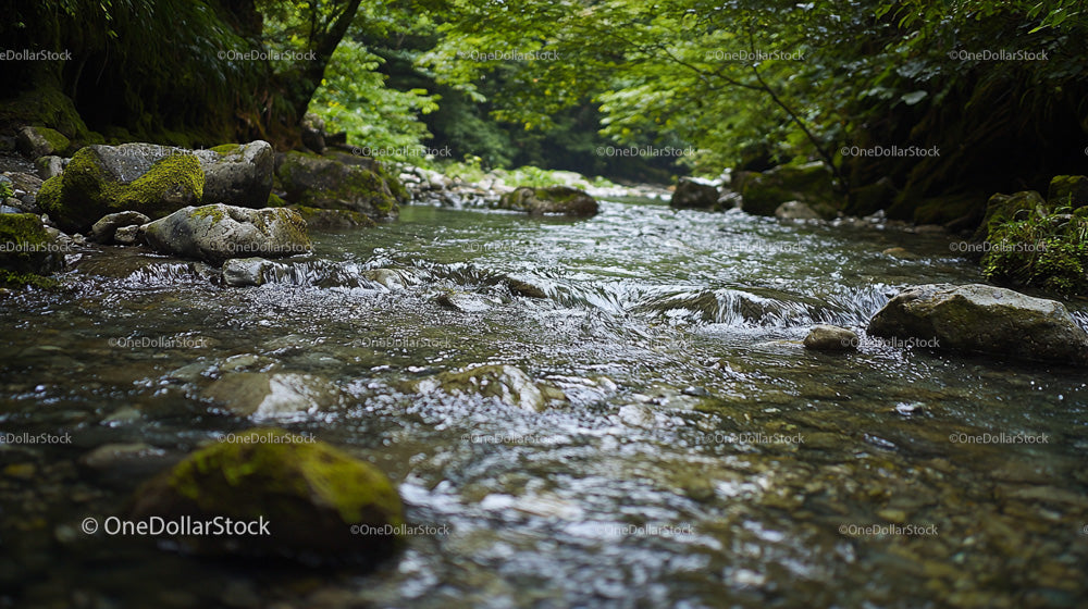 Tranquil Forest Stream Flowing Over Mossy Rocks
