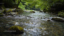 Tranquil Forest Stream Flowing Over Mossy Rocks