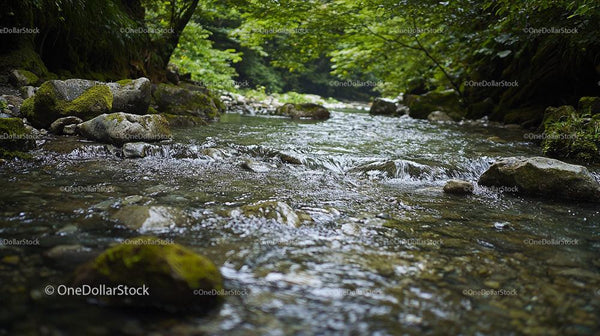 Tranquil Forest Stream Flowing Over Mossy Rocks