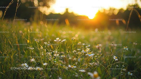 Wild Daisies in Sunset Glow Across a Tranquil Meadow