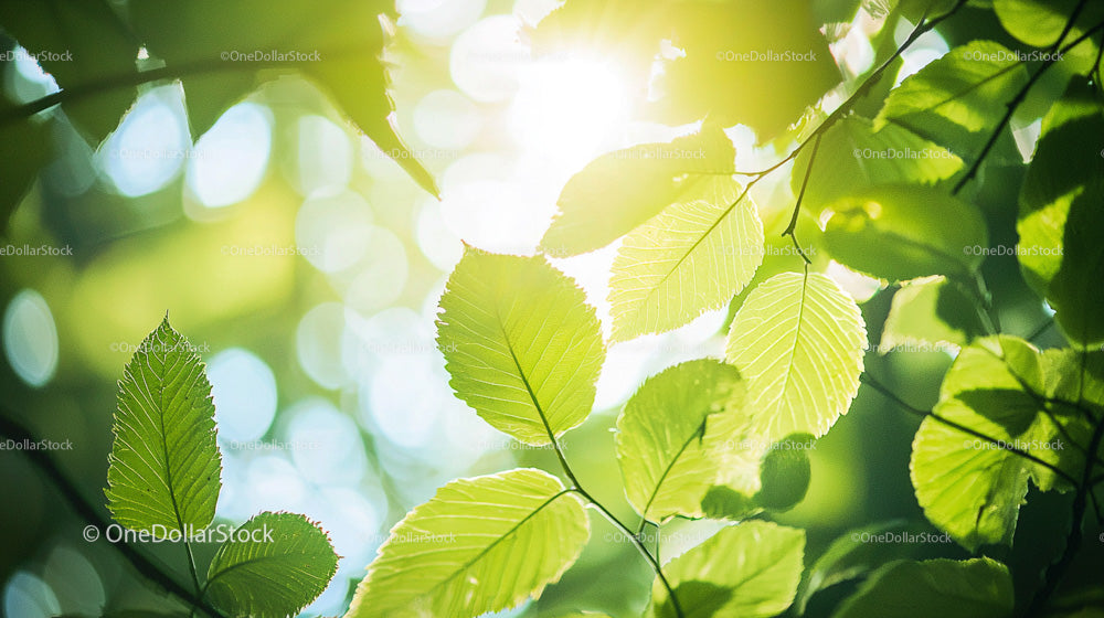 Oświetlone słońcem zielone liście z żywym bokeh w bujnym lesie