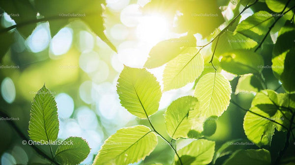 Słoneczne Zielone Liście z Żywym Efektem Bokeh w Bujnym Lesie