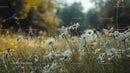 Serene Meadow of Blooming Daisies in Summer Light