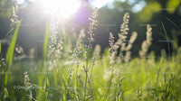 Sunlit Meadow with Wild Grass in Soft Focus