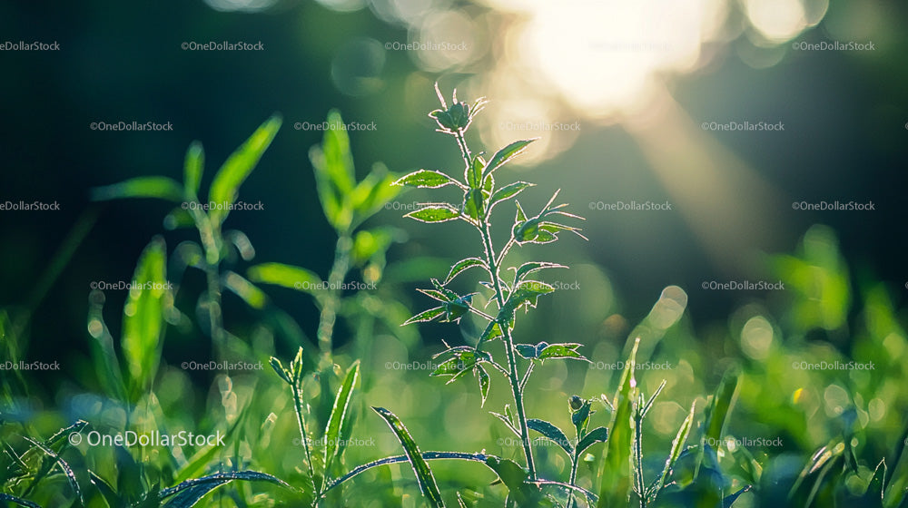 Sunlit Grass with Dew in a Serene Morning Setting
