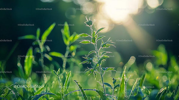 Sunlit Grass with Dew in a Serene Morning Setting