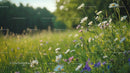 Blooming Wildflowers in a Sunlit Summer Meadow