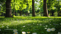 Sunlit Meadow with Trees in a Serene Forest Setting