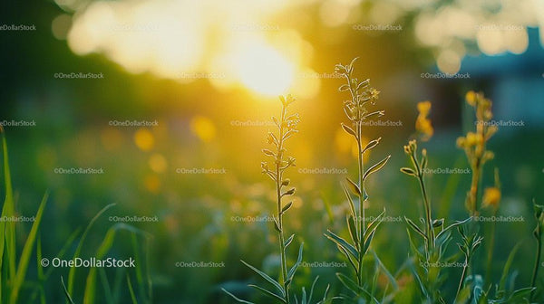 Golden Hour Sunlight on Wildflowers in a Tranquil Meadow