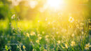 Sunlit Wildflowers in a Lush Summer Meadow