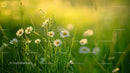 Daisies in Sunlit Meadow with Greenery