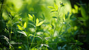 Sunlit Greenery and Vibrant Leaves in a Lush Garden