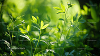 Sunlit Greenery and Vibrant Leaves in a Lush Garden