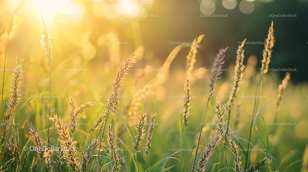 Golden Light Illuminating Meadow Grass