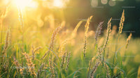 Golden Light Illuminating Meadow Grass