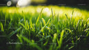 Close-up View of Sunlit Fresh Green Grass