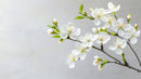 Cherry Blossom Branch with Delicate White Flowers