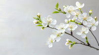 Cherry Blossom Branch with Delicate White Flowers
