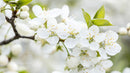 White Cherry Blossoms in Full Spring Bloom