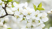 White Cherry Blossoms in Full Spring Bloom