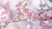 Cherry Blossoms in Full Bloom on a Sunny Spring Day