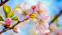 Cherry Blossoms in Full Bloom on a Sunny Spring Day