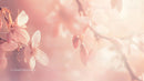 Delicate Cherry Blossoms in Soft Pastel Tones