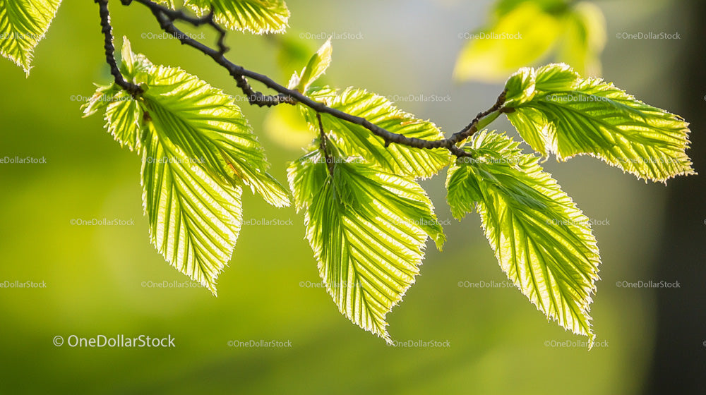 Fresh Spring Leaves on a Sunlit Branch