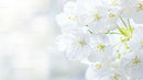 Delicate Cherry Blossoms in Full Bloom