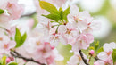 Delicate Cherry Blossoms in Full Spring Bloom