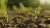 Young Seedling Emerging from Fertile Soil in Sunlit Field