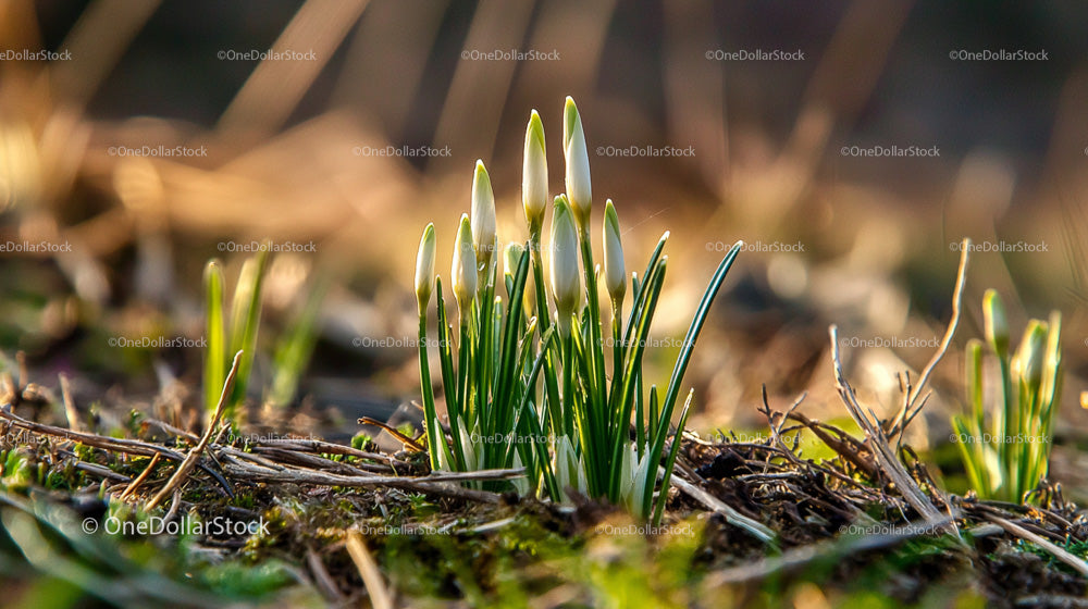 Emerging Snowdrops in Early Spring Garden