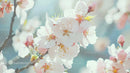 Soft Pink Cherry Blossoms in Full Spring Bloom