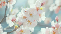 Soft Pink Cherry Blossoms in Full Spring Bloom