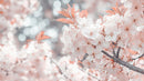 Cherry Blossoms in Soft Pastel Hues