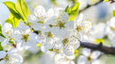 White Cherry Blossoms in Full Spring Bloom