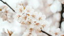 Delicate White Cherry Blossoms in Full Bloom