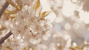 Serene Cherry Blossoms in Soft Sunlight