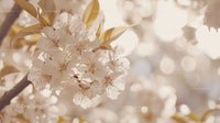Serene Cherry Blossoms in Soft Sunlight