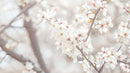Delicate White Cherry Blossoms in Bloom During Spring