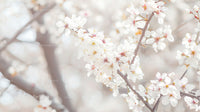 Delicate White Cherry Blossoms in Bloom During Spring